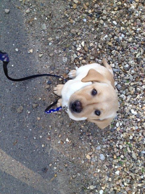Labrador retriever Carlos billede 4