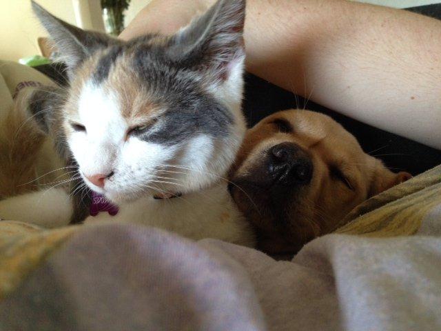 Labrador retriever Carlos billede 5