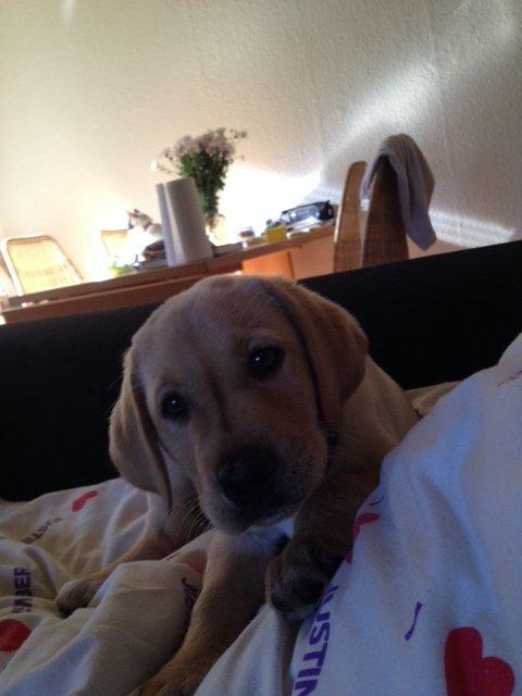 Labrador retriever Carlos billede 6