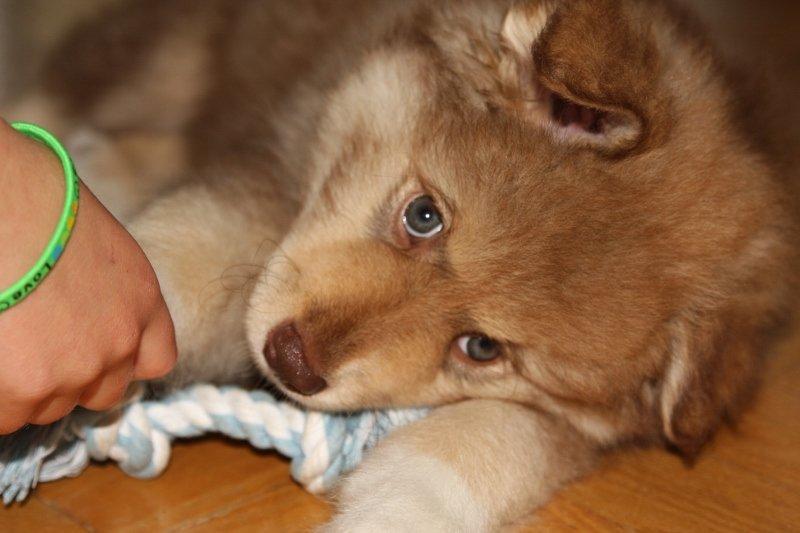 Finsk lapphund Elvis billede 4