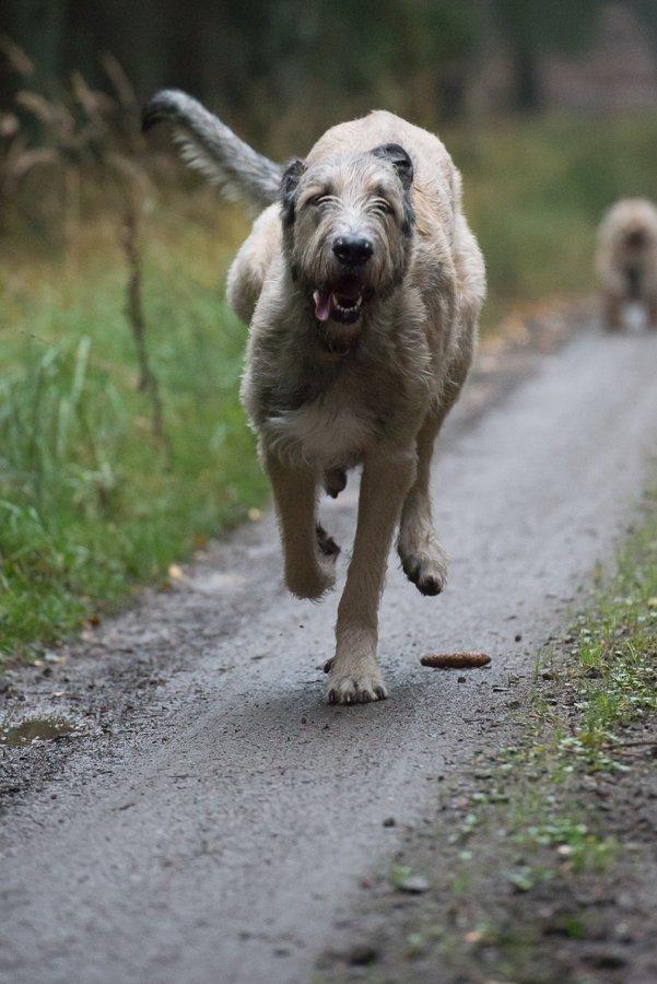 Irsk ulvehund Morgan - Total glæde, 13. oktober 2013 billede 13