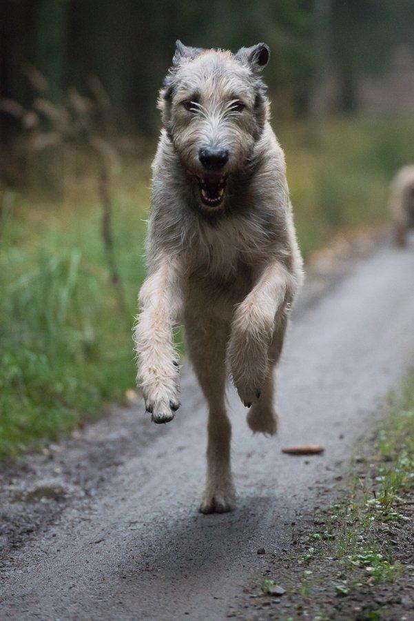 Irsk ulvehund Morgan - Fuld skrue.. billede 23