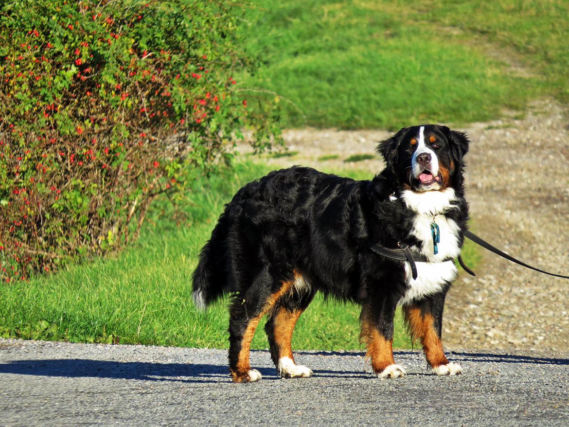 Berner sennenhund Lady Xiera's Voltaire (Bosco) - It requires that you provide something for such a transformation, did you know that? billede 15