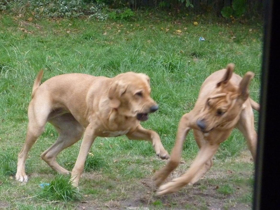 Broholmer Idun billede 10