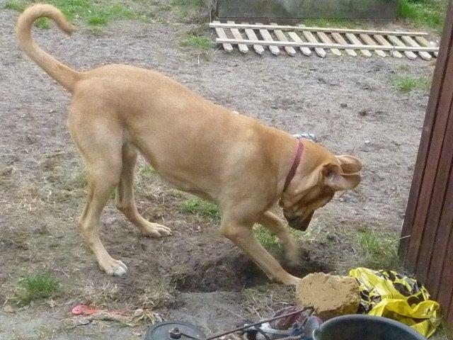 Broholmer Idun billede 11