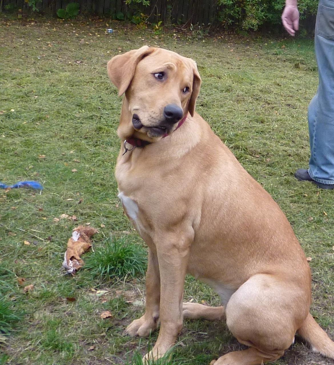 Broholmer Idun billede 12