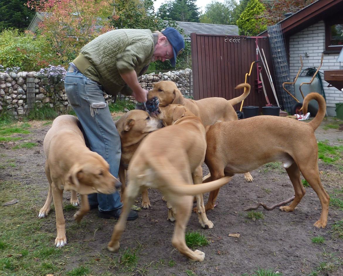 Broholmer Idun billede 13