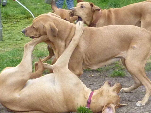 Broholmer Idun billede 14