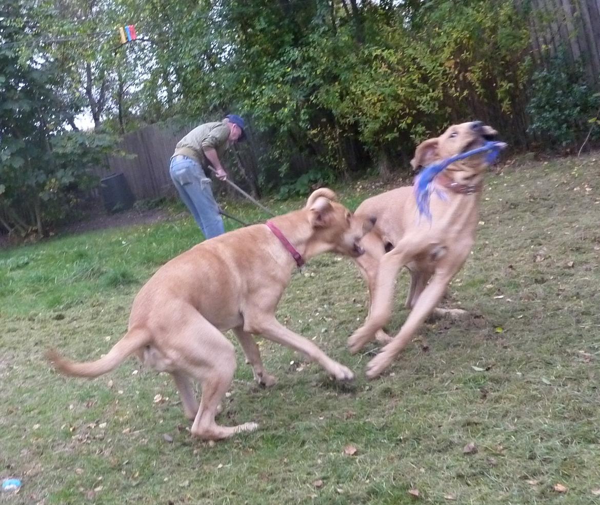 Broholmer Idun billede 15