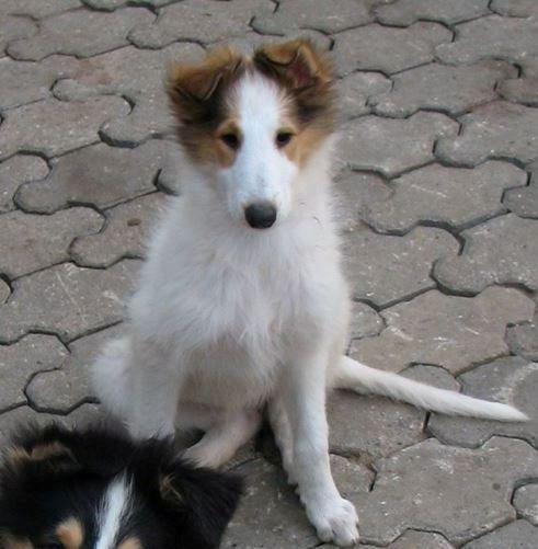 Collie langhåret Daysi billede 1