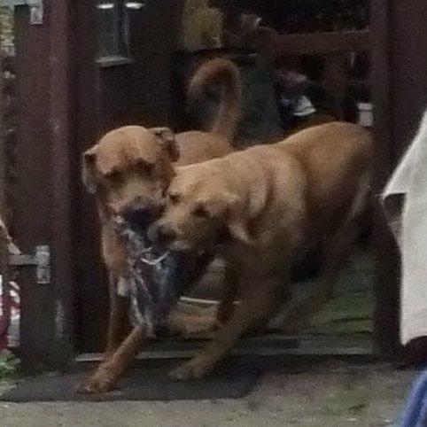 Broholmer Idun billede 16