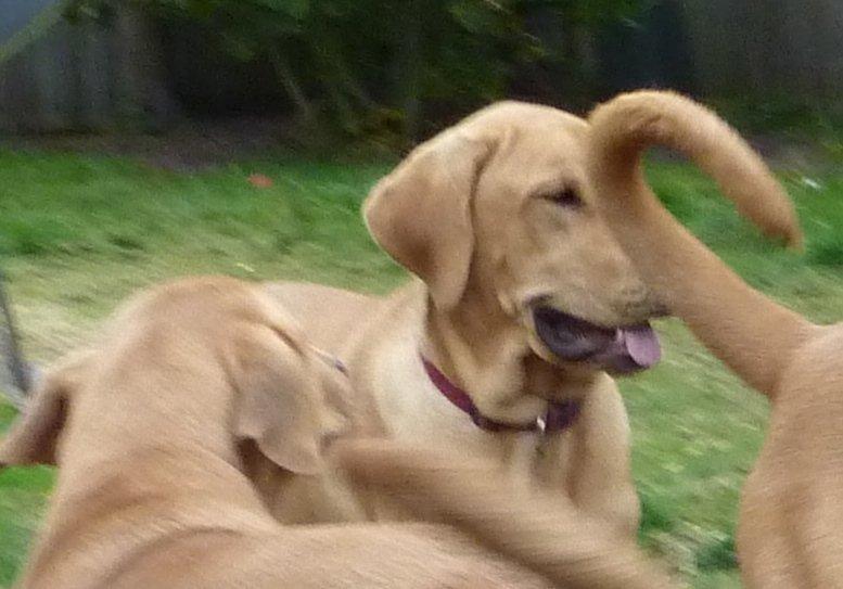 Broholmer Idun billede 17