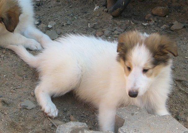 Collie langhåret Daysi billede 2