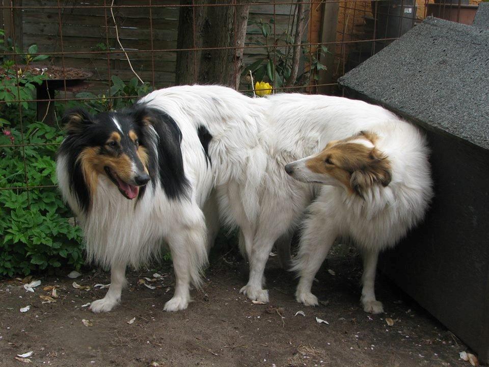 Collie langhåret Daysi - Far og mor billede 7