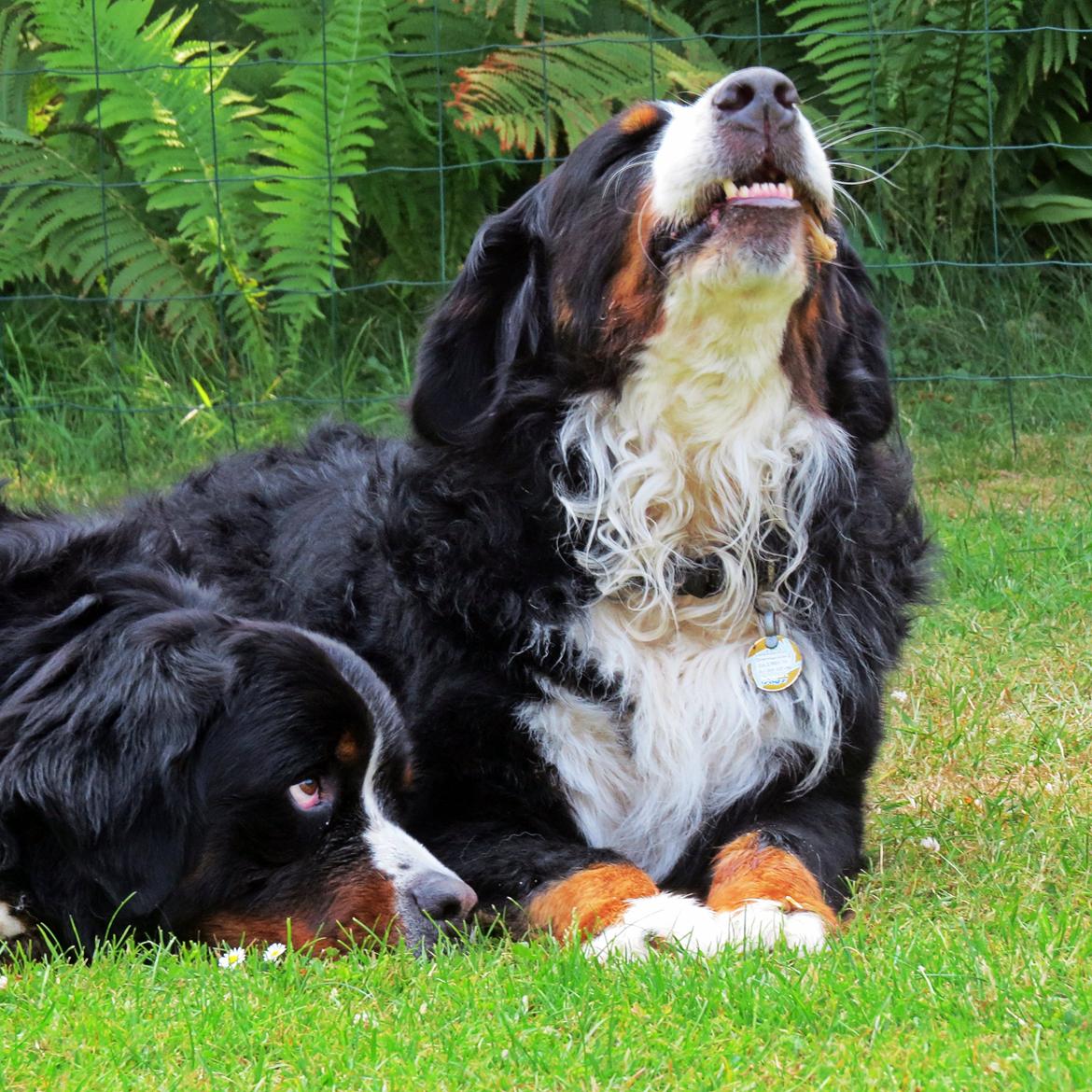 Berner sennenhund Lady Xiera's Voltaire (Bosco) - SMILE, my life is perfect. billede 24