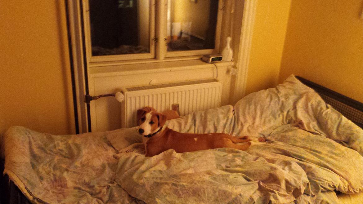 Blanding af racer Vega billede 21