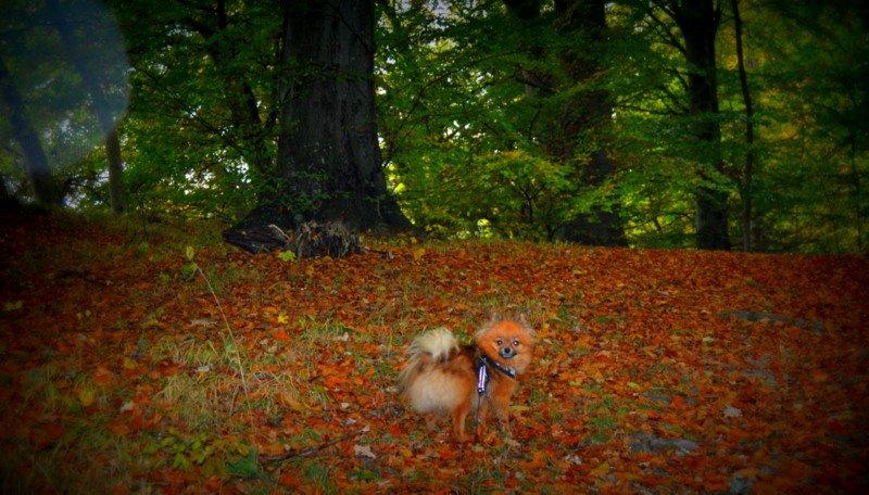 Pomeranian Ane's Dolly  (Neela) billede 39