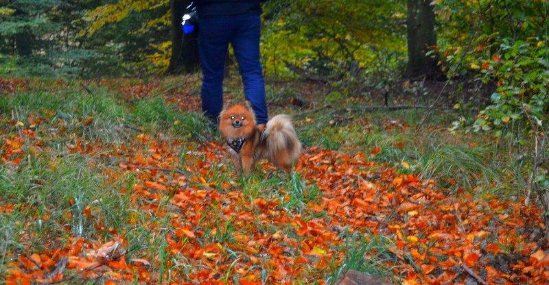 Pomeranian Ane's Dolly  (Neela) billede 41