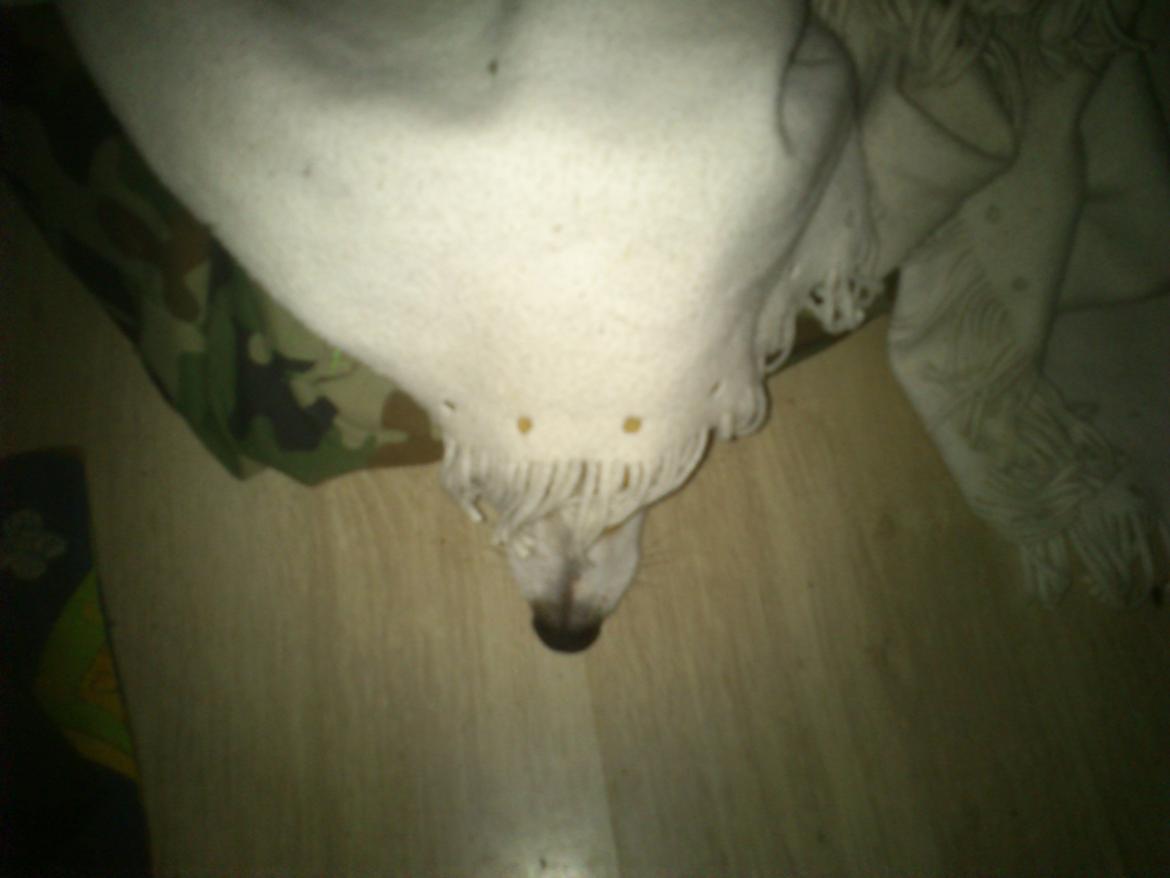 Jack russell terrier Zippo (forsvundet) - Hvor, hvor, hvor er Zippe? billede 22