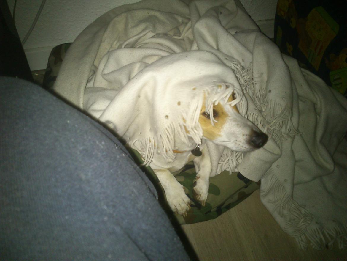 Jack russell terrier Zippo (forsvundet) - Lille hippie hund ;) billede 23