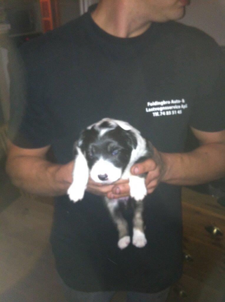 Border collie Lassie billede 1