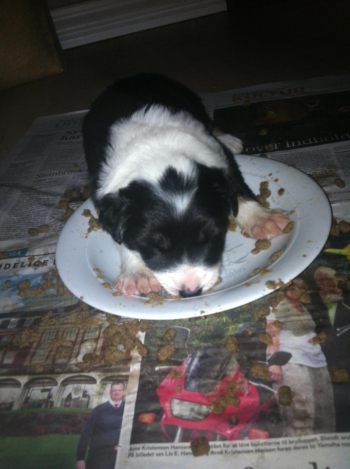 Border collie Lassie - Træt lille lassie, omkring 3-4 uger gammel:) billede 2