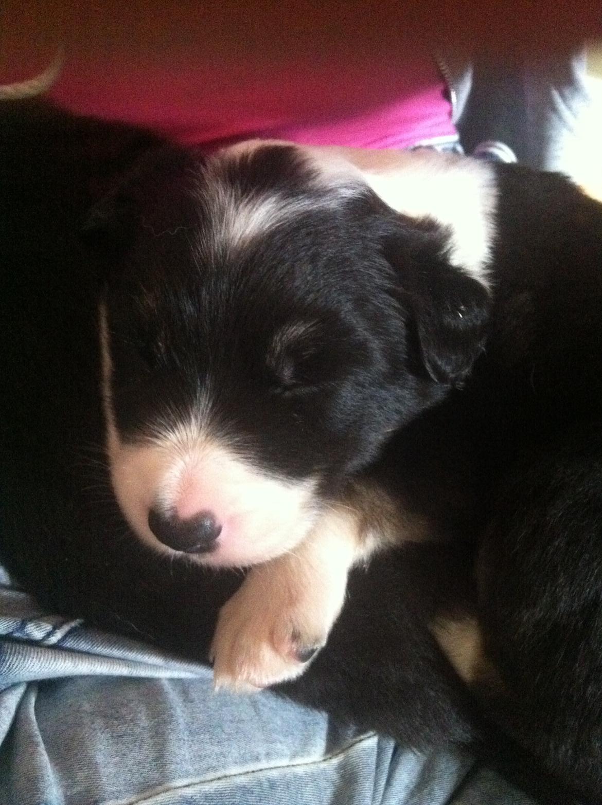 Border collie Lassie billede 4