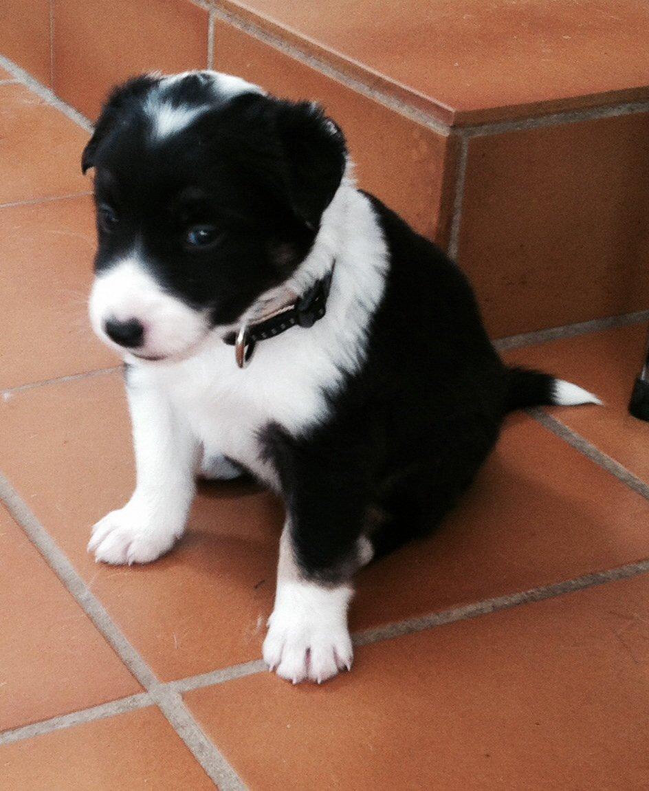 Border collie Lassie - Første gang lassie havde halsbånd på:) billede 3