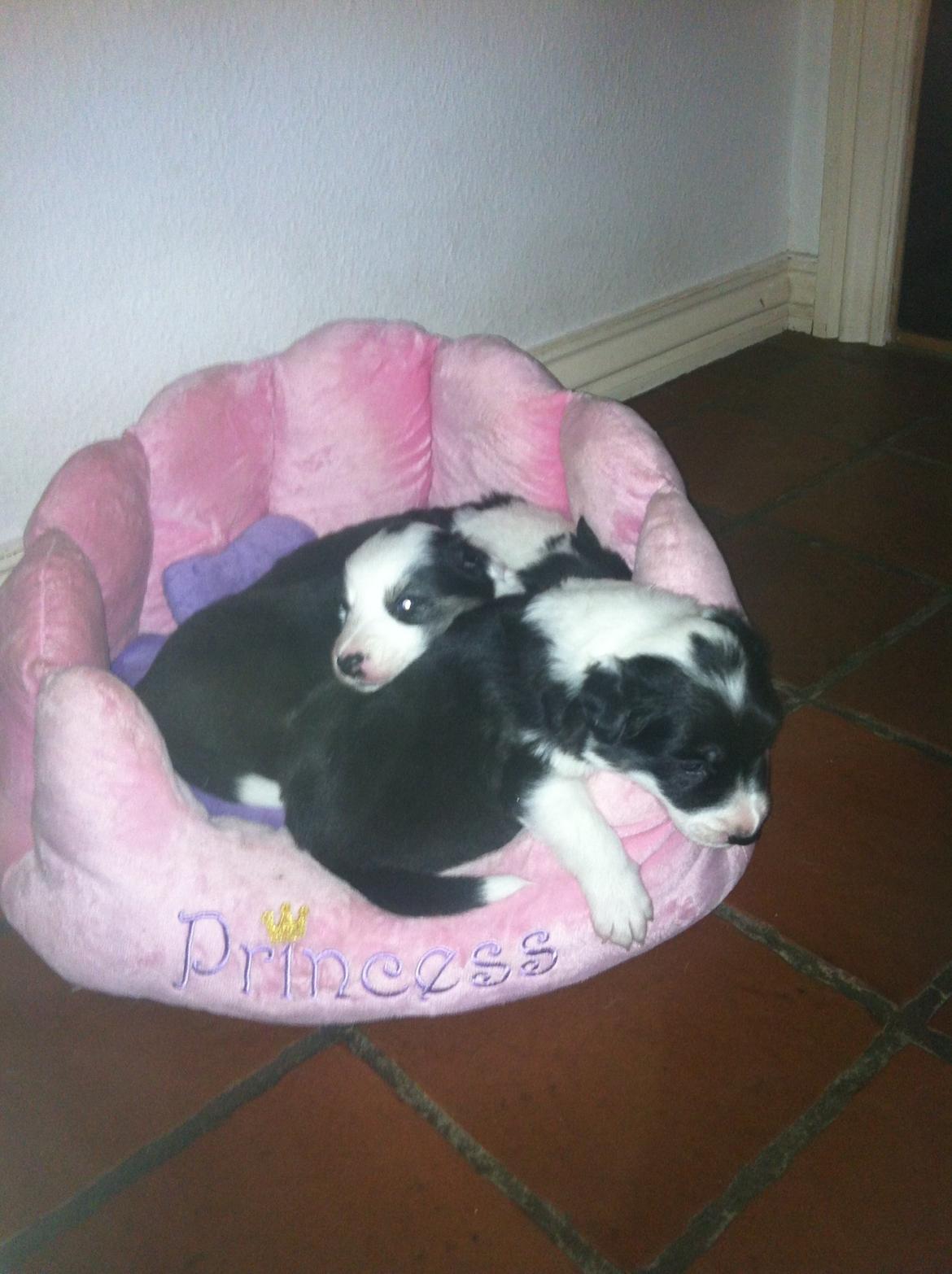 Border collie Lassie billede 5