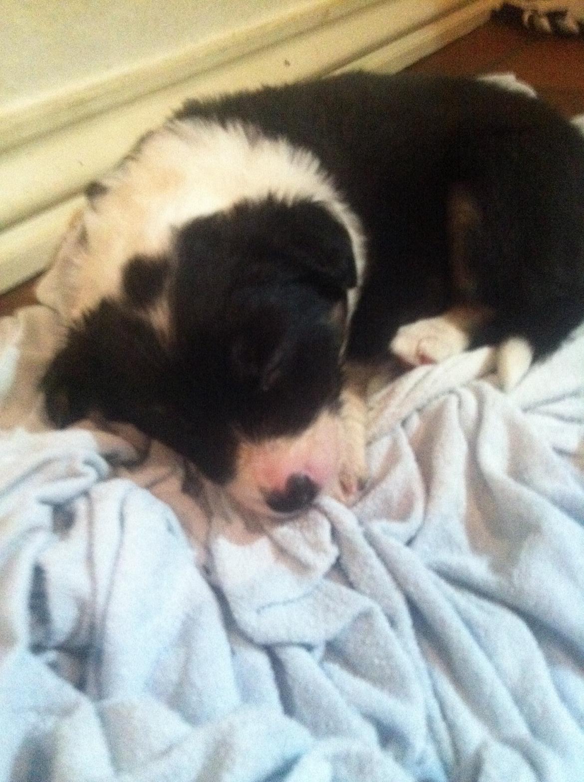 Border collie Lassie billede 6