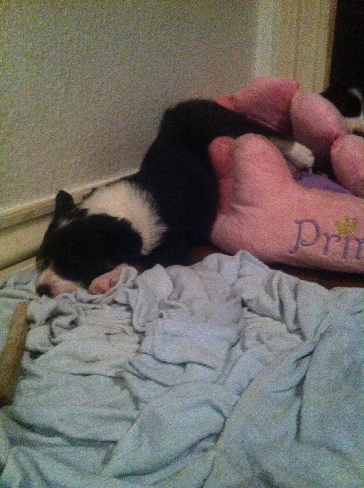 Border collie Lassie - En af lassies sjove måder at sove på :-D billede 7