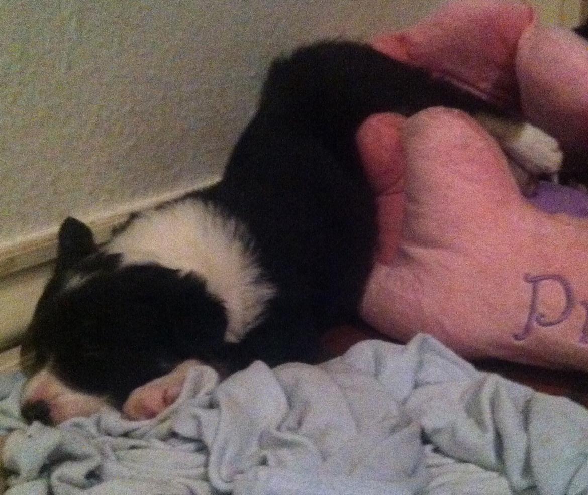 Border collie Lassie billede 8