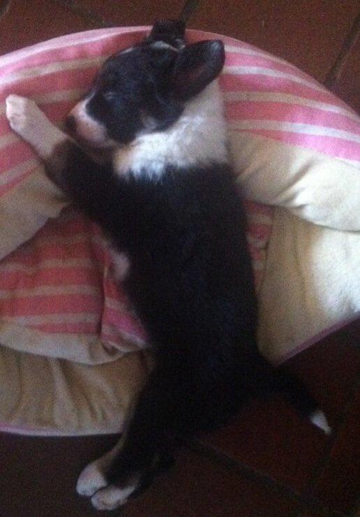 Border collie Lassie billede 9