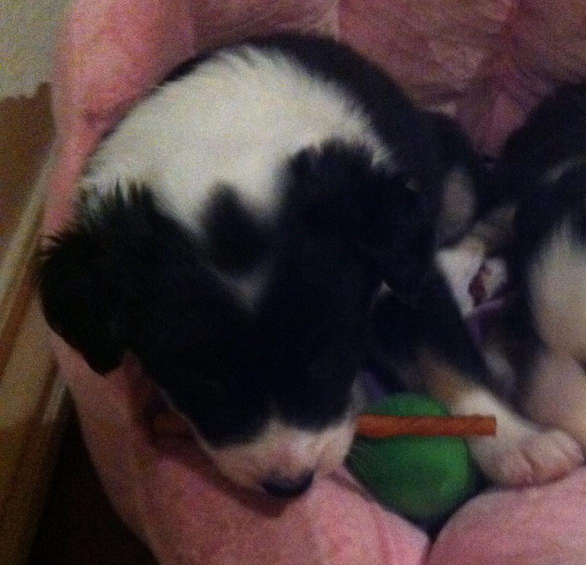 Border collie Lassie billede 10