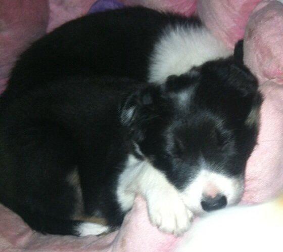 Border collie Lassie billede 11