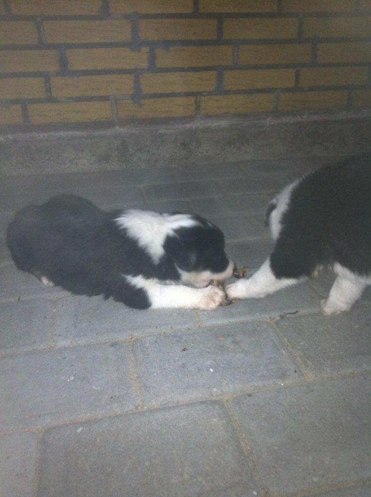 Border collie Lassie billede 12