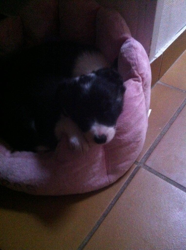 Border collie Lassie billede 13