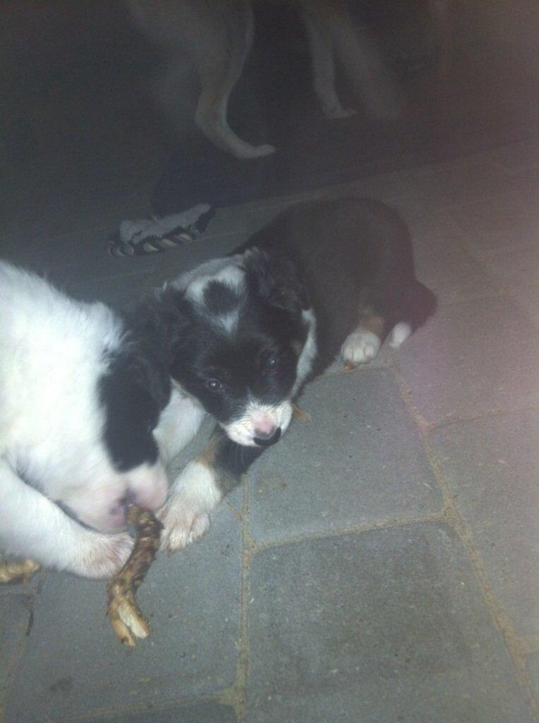 Border collie Lassie billede 14