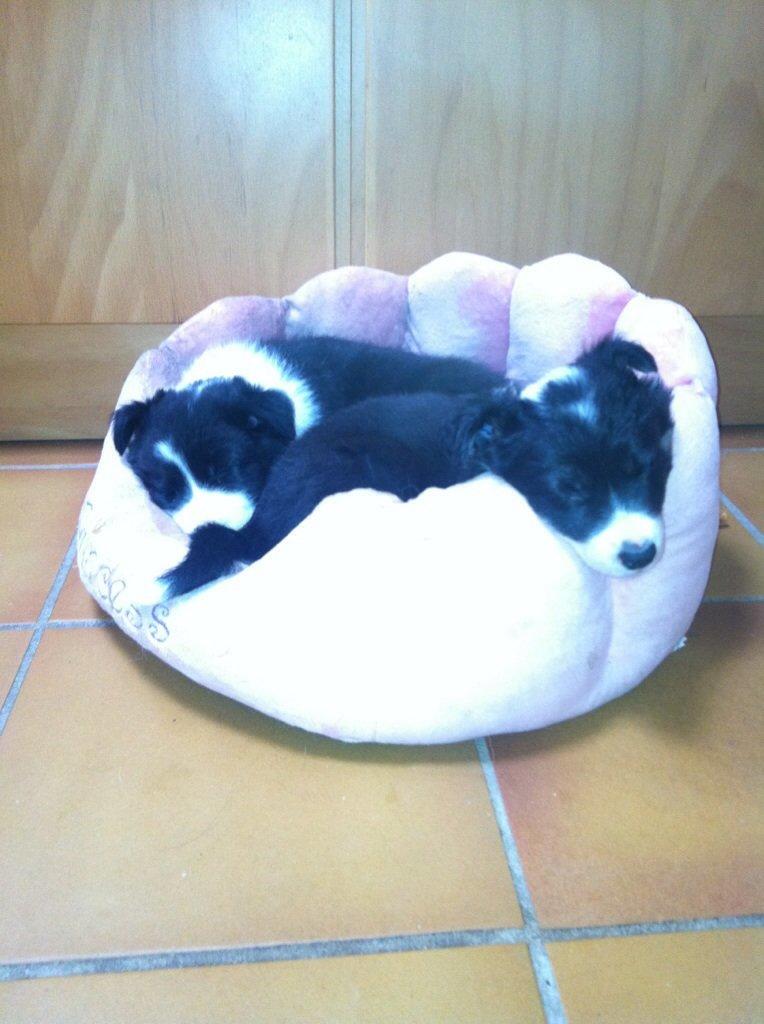 Border collie Lassie - Lassie og søsteren Nana<3 billede 16