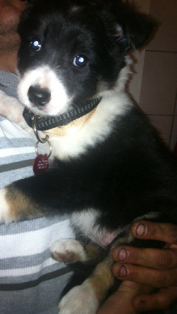 Border collie Lassie billede 15