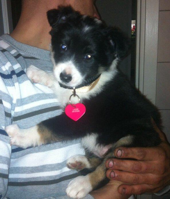 Border collie Lassie - Lassie 6 uger:) billede 17