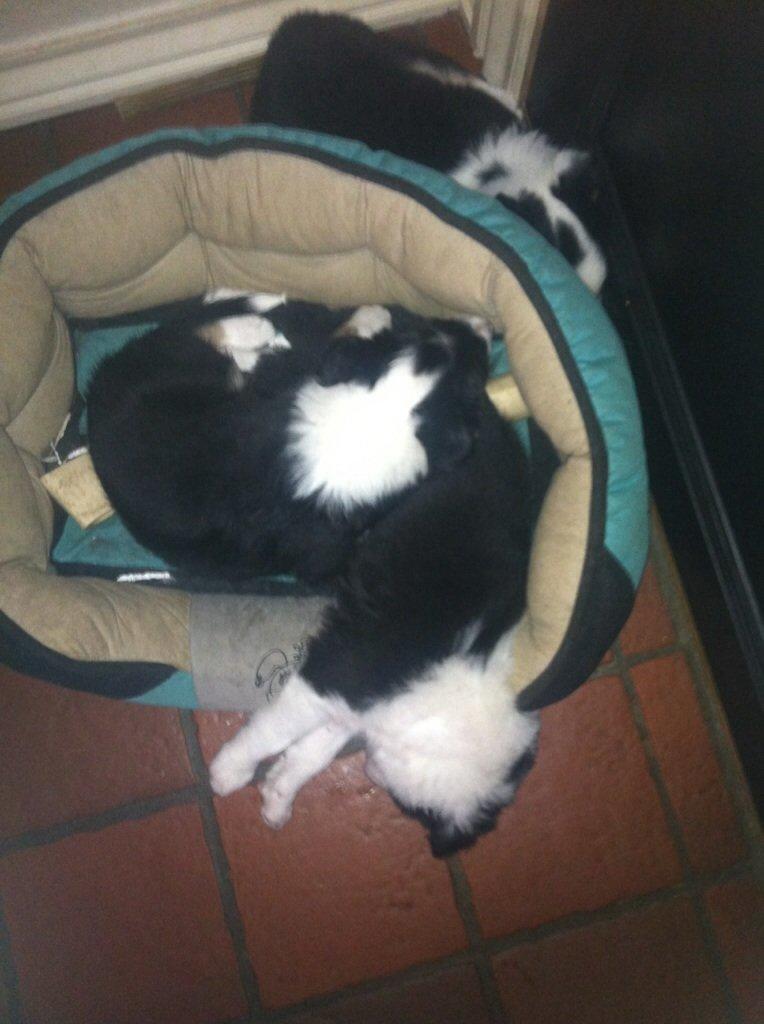 Border collie Lassie billede 18