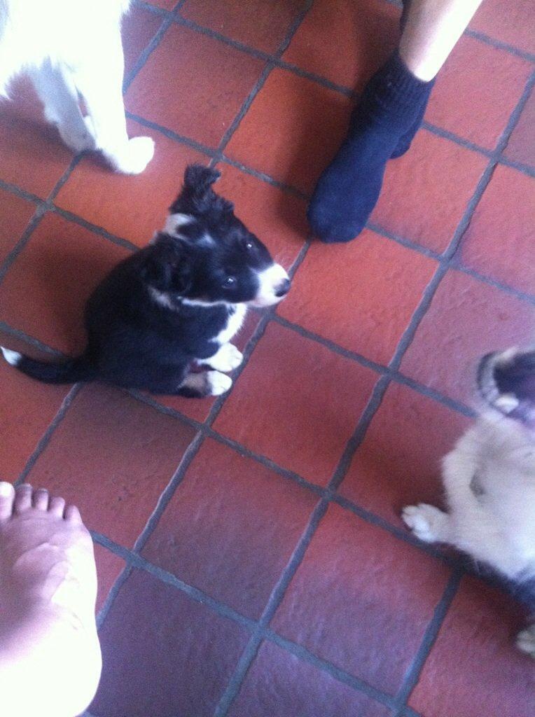 Border collie Lassie billede 19