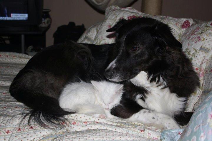 Blanding af racer Klunte-Hunden billede 1