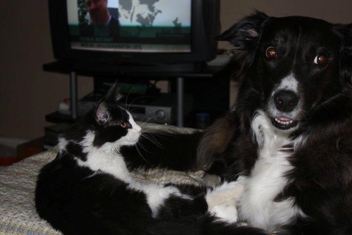 Blanding af racer Klunte-Hunden billede 2