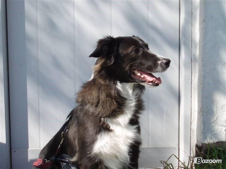 Blanding af racer Klunte-Hunden billede 4