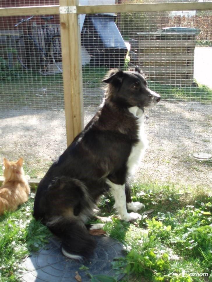 Blanding af racer Klunte-Hunden billede 5