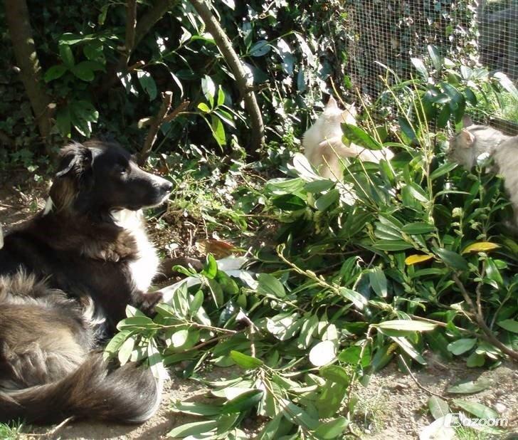 Blanding af racer Klunte-Hunden billede 6