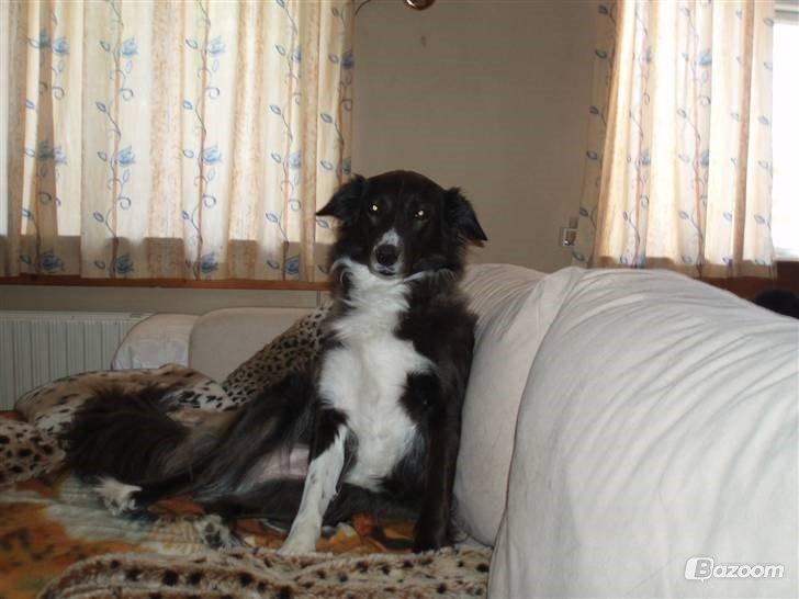 Blanding af racer Klunte-Hunden billede 9