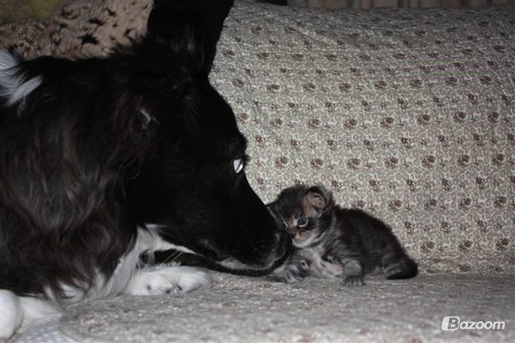 Blanding af racer Klunte-Hunden billede 10